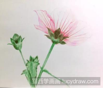 零基础彩铅画教程：高砂芙蓉的画法