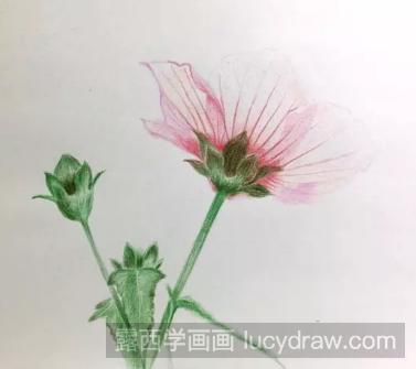 零基础彩铅画教程：高砂芙蓉的画法