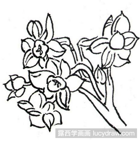 白描花卉教程：兰花的画法