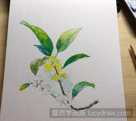 水彩花卉教程：桂花的画法