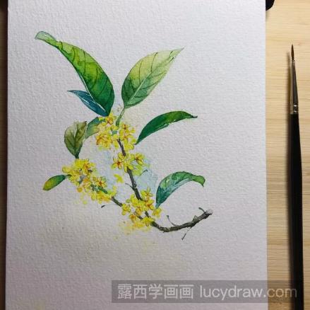 水彩花卉教程：桂花的画法