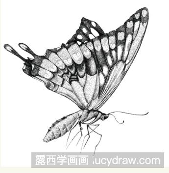 黑白手绘插画蝴蝶的画法