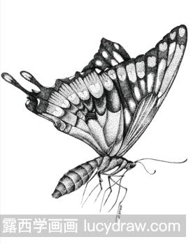 黑白手绘插画蝴蝶的画法