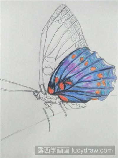 彩铅画教程：教你画蝴蝶