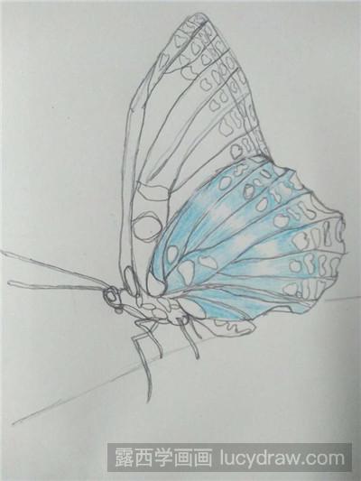 彩铅画教程：教你画蝴蝶
