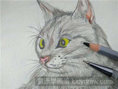 彩铅画教程：教你画猫