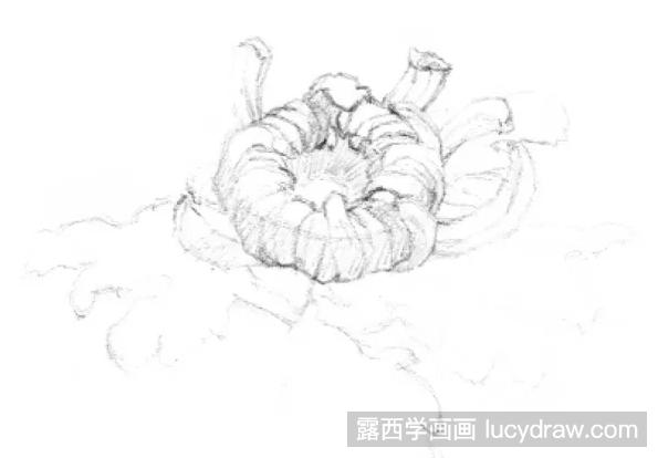 素描画菊花步骤教程