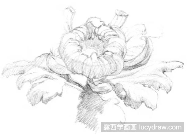 素描画菊花步骤教程