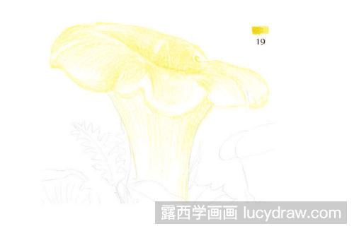 彩铅画教程：怎么画鸡油菌