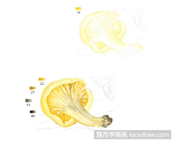 彩铅画教程：怎么画鸡油菌