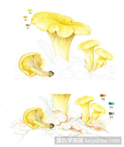 彩铅画教程：怎么画鸡油菌