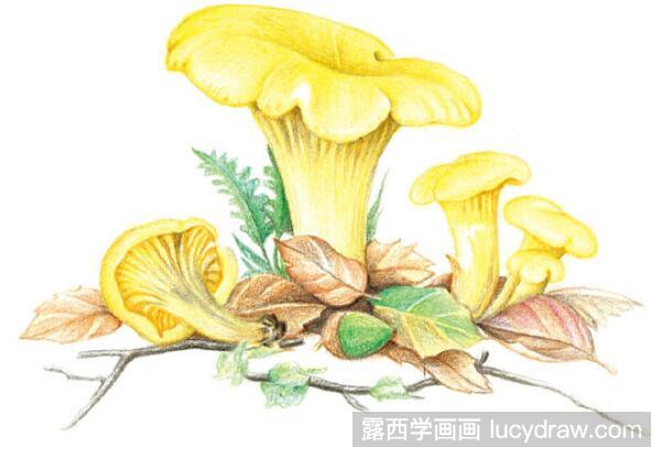 彩铅画教程：怎么画鸡油菌