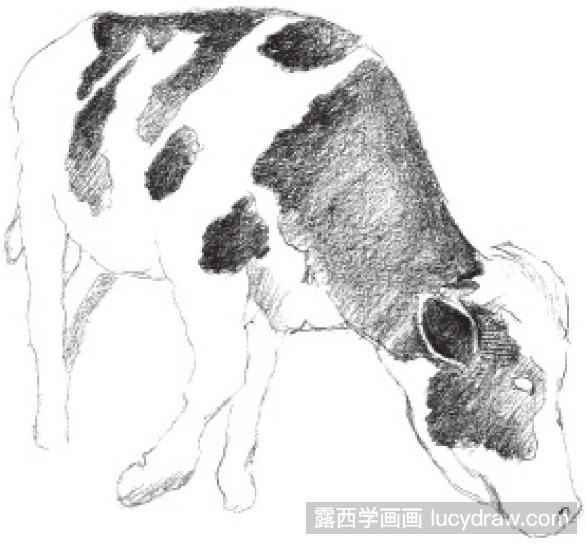 动物素描教程：奶牛的画法