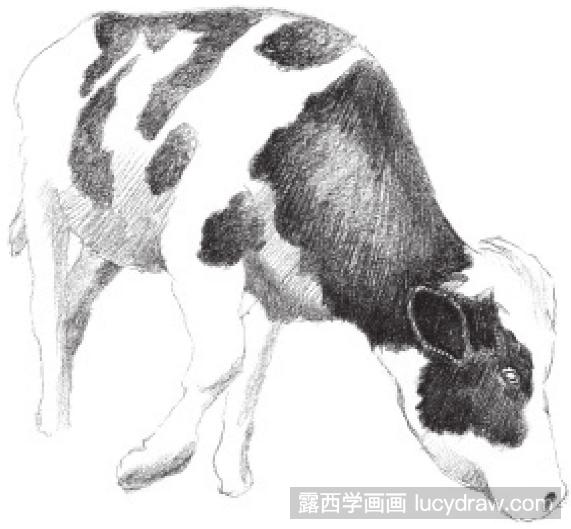 动物素描教程：奶牛的画法