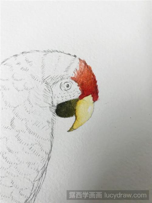 可爱鹦鹉水彩画教程