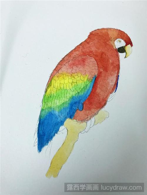 可爱鹦鹉水彩画教程