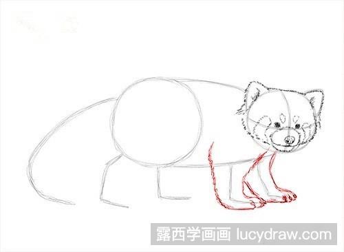 红熊猫简笔画教程