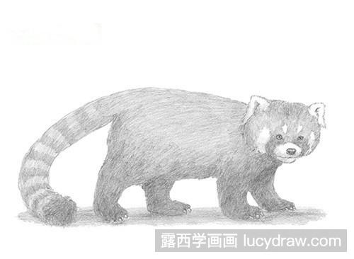 红熊猫简笔画教程