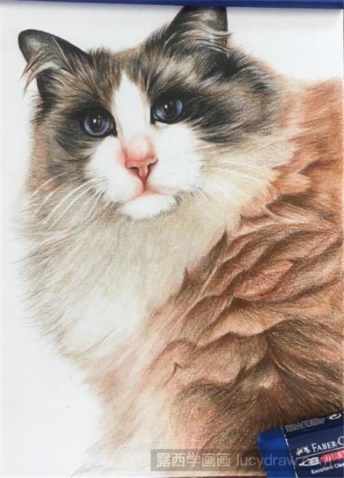 布偶猫彩铅画法