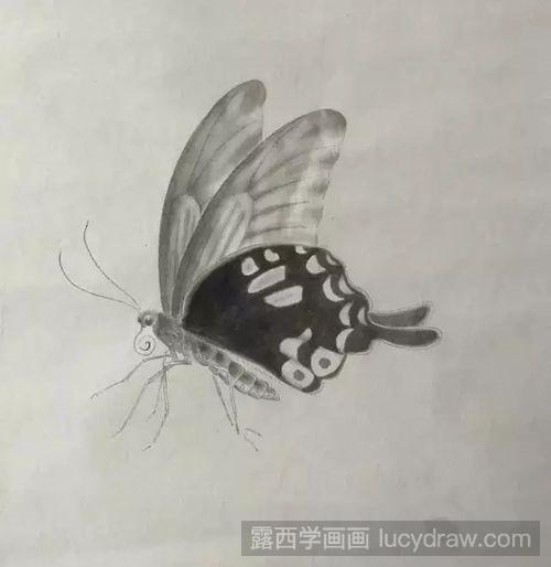 蝴蝶工笔画步骤