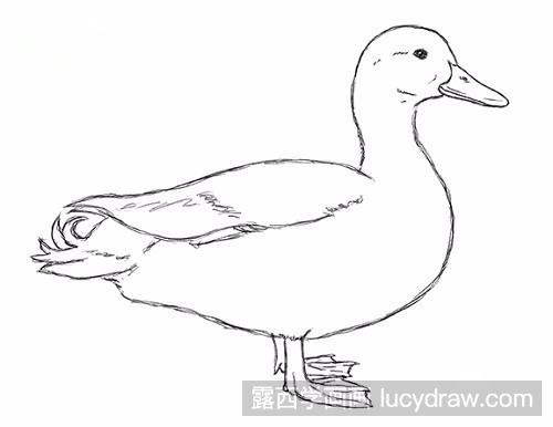 素描鸭子怎么画