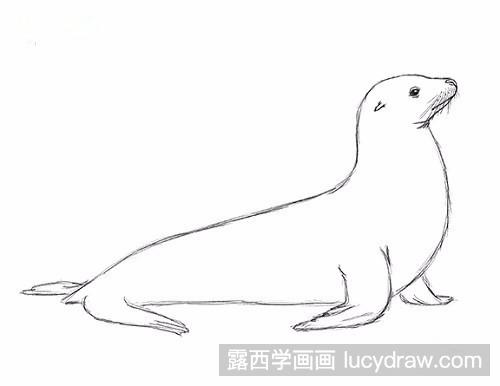 怎么素描画海狮