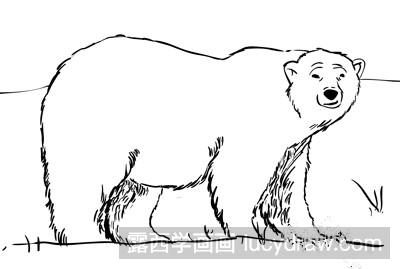 北极熊速写教程