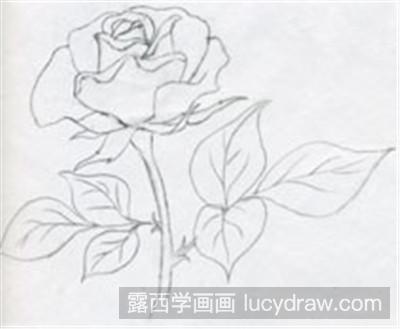 素描玫瑰花怎么画