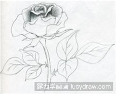 素描玫瑰花怎么画