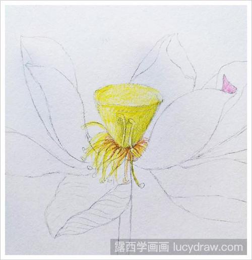 怎么用彩铅画荷花