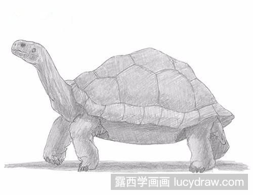 乌龟素描画法