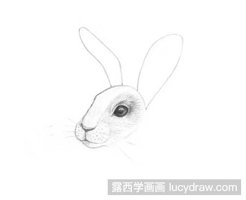 素描兔子怎么画