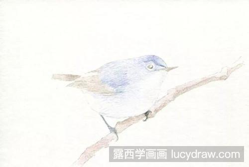 彩铅画鸟教程
