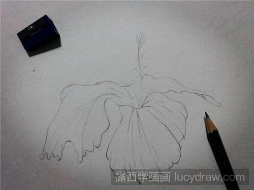 朱槿花的彩铅画法步骤