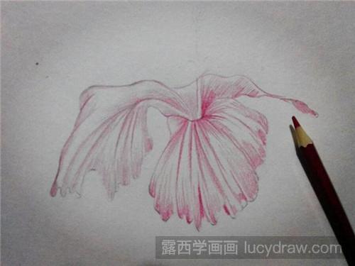 朱槿花的彩铅画法步骤