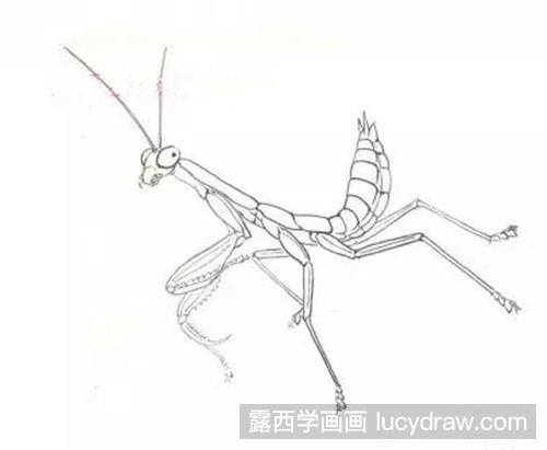 工笔画怎么画螳螂