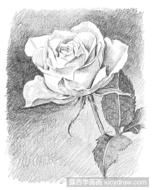 素描玫瑰花的画法