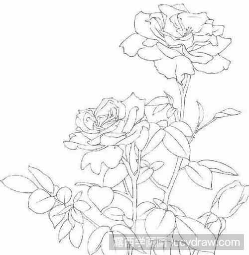 野蔷薇花丛的简单画法图片