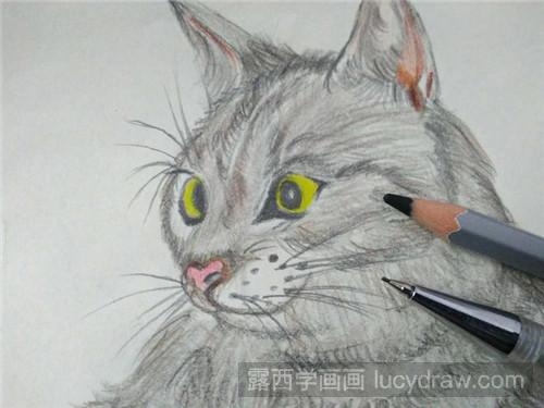 猫彩铅画步骤