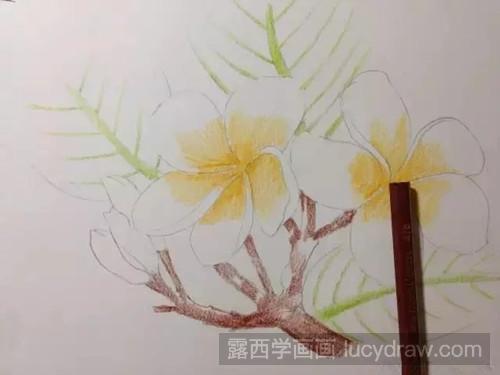 鸡蛋花彩铅画教程