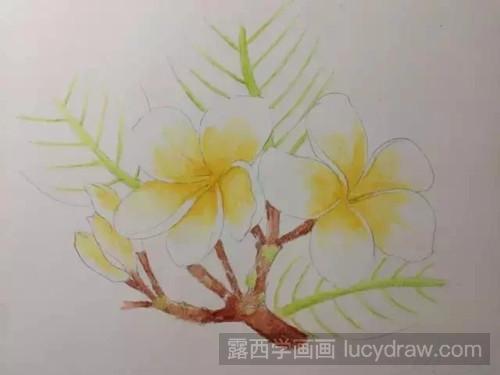 鸡蛋花彩铅画教程