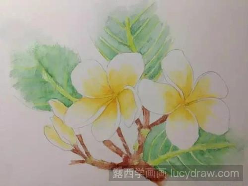 鸡蛋花彩铅画教程