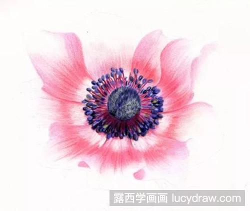 银莲花彩铅画法