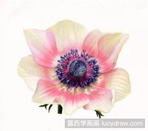 银莲花彩铅画法