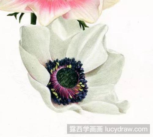 银莲花彩铅画法