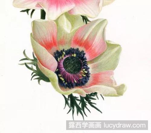 银莲花彩铅画法