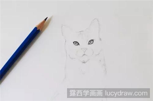 猫素描教程