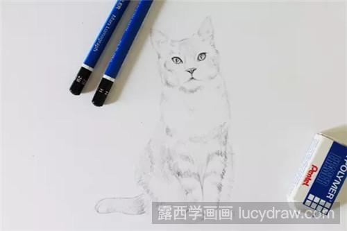 猫素描教程