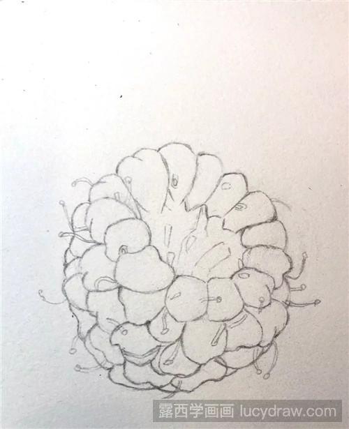 彩铅树莓画法