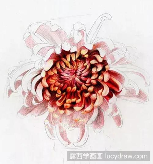 彩铅菊花画法